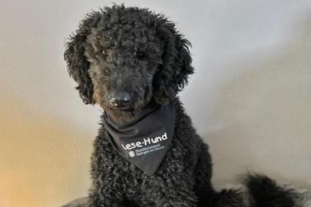 Hund Emma schwarzer Pudel mit einem Lesen mit Hund Halsband