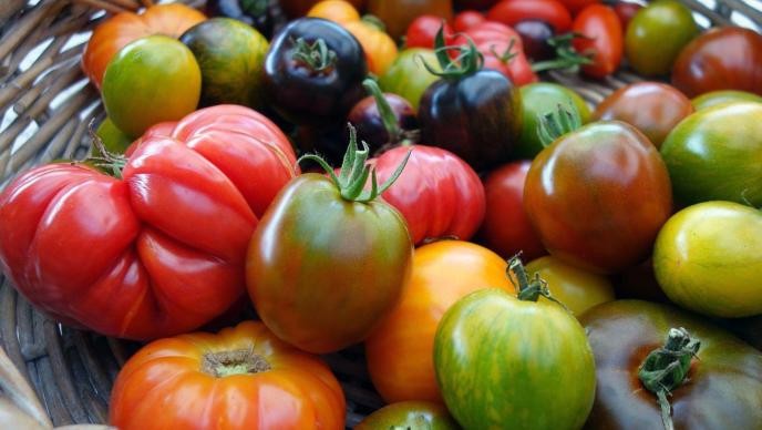 Tomaten Verschiedene Tomatensorten in einem Korb