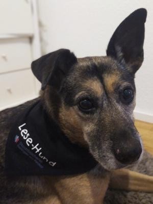 Lilly Schäferhund-Mix Hund