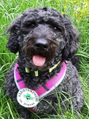 Kalea Doubledoodle (Labrador+Pudel= Labradoodle+Labradoodle=Doubledoodle) Hund