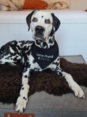 Bacardi Dalmatiner Hund