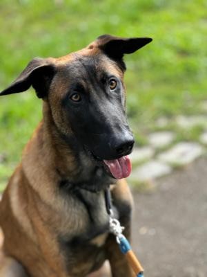 Keanu Bild von einem Hund