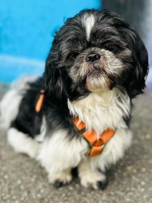 Leo Shih Tzu (tibetischer Löwenhund) Hund