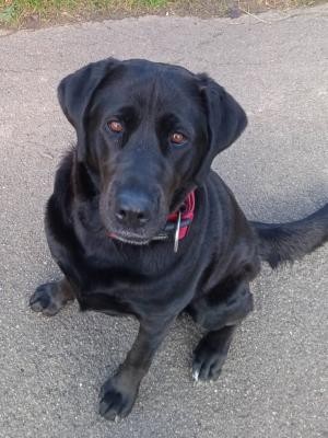 Mia Labrador-Mischling Hund