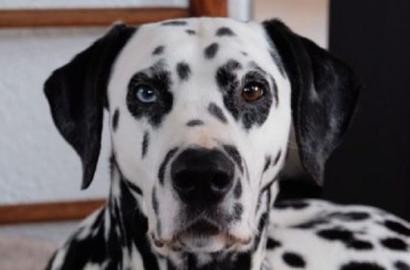 archie