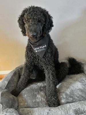 Emma Labradoodle-Hündin