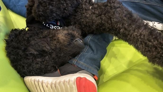 Kind und Hund kuscheln beim Vorlesen