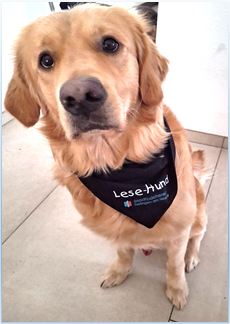 Golden Retriever Hund