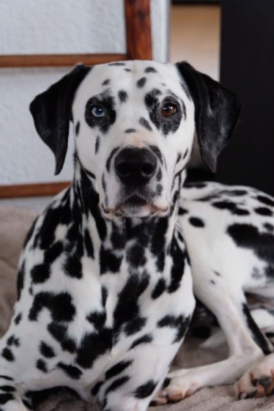 Archie Dalmatiner Hund